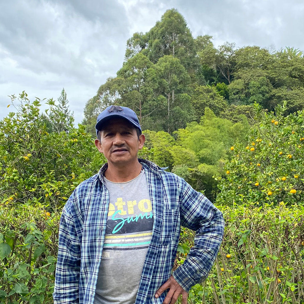 Colombia | Pillimué Family | Caturra / Colombia Washed EA Decaf