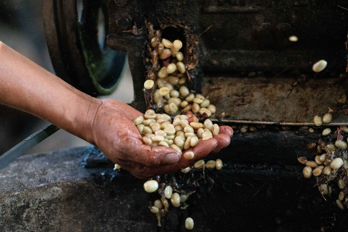 Peru | Finca El Palto | David Ojeda | Geisha Washed | Signature Series