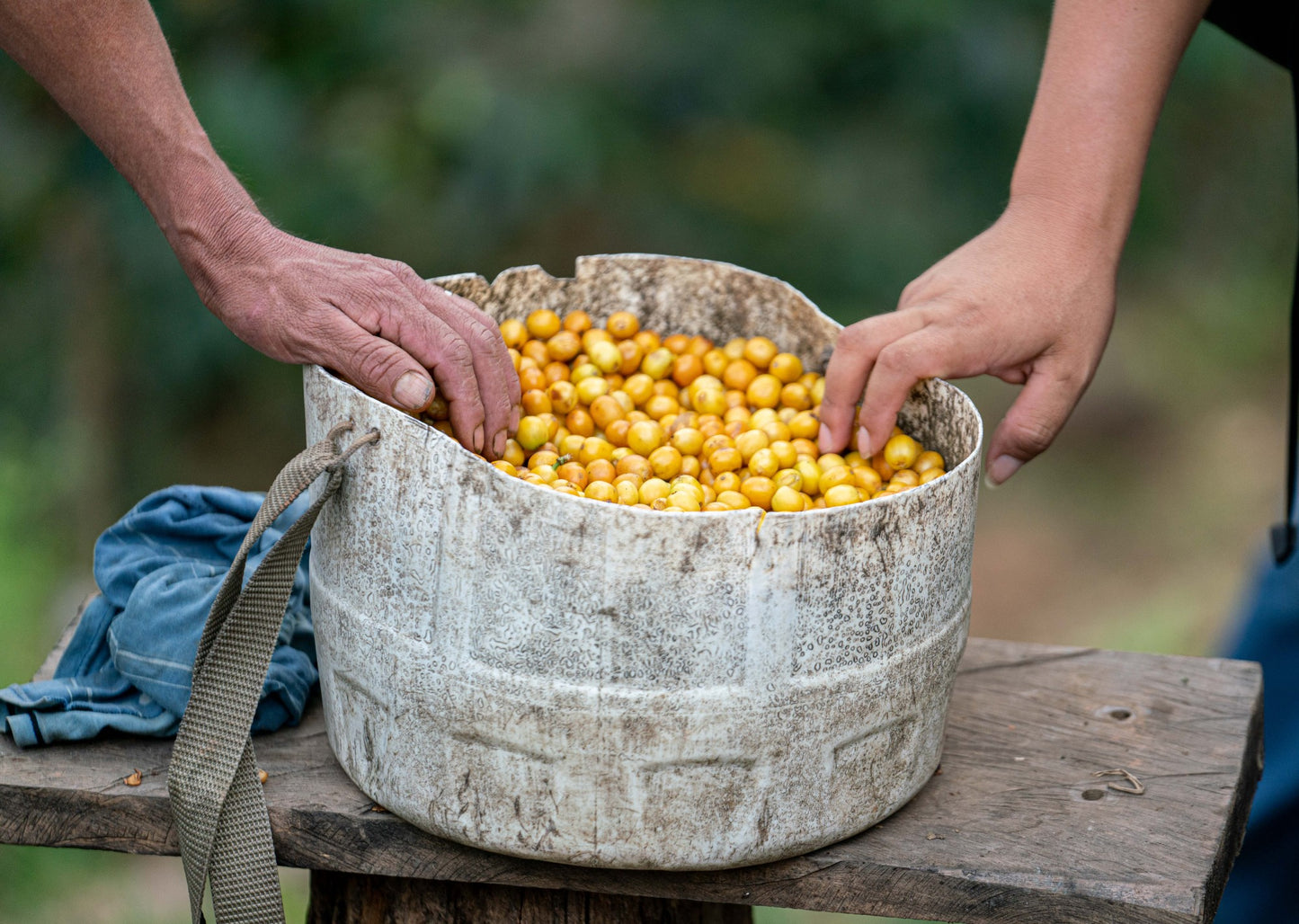 Peru | Finca El Palto | David Ojeda | Geisha Washed | Signature Series