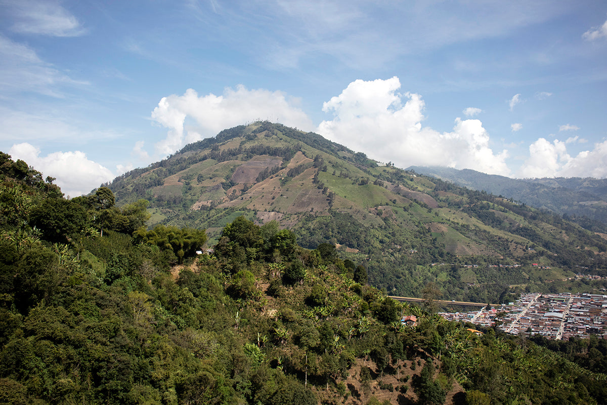 Colombia | El Diamante | Neftali Castro | Pink Bourbon Washed