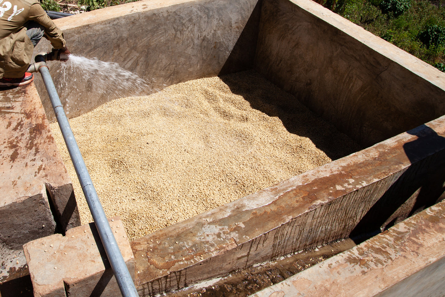 Ethiopia | Jigesa | Kurume & Wolisho Washed