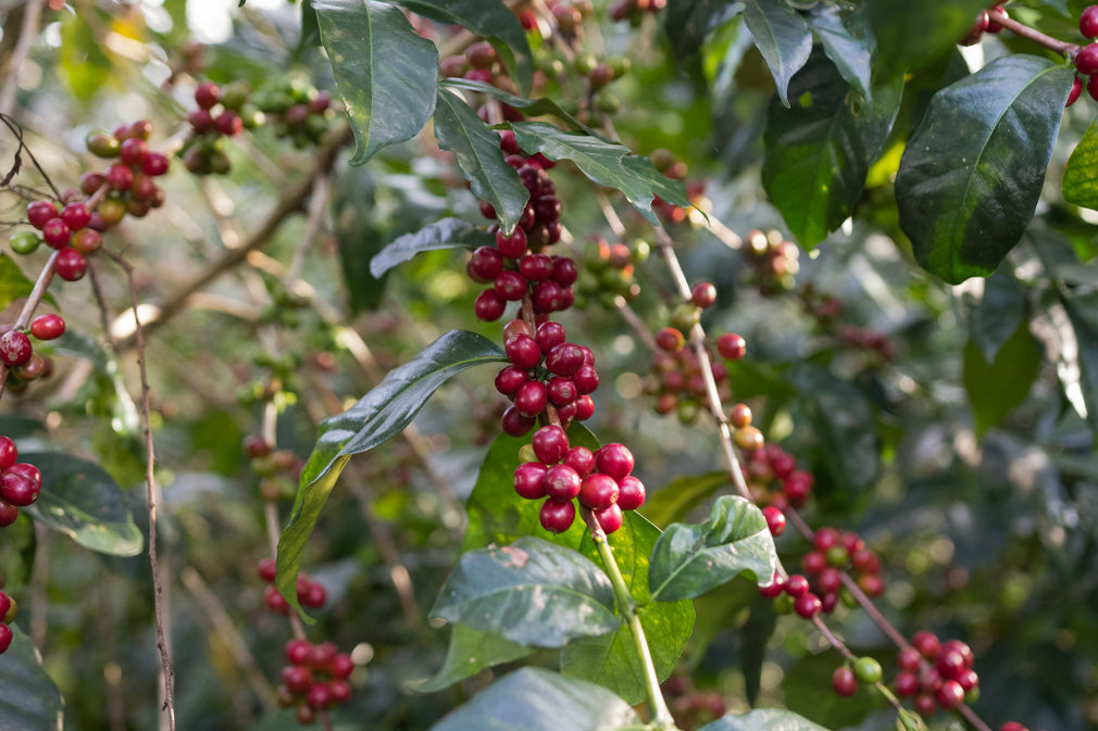 Ethiopia | Huke | Kurume & Wolisho Natural