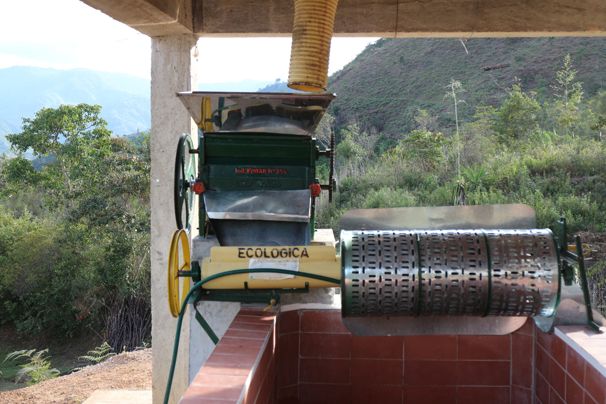 Colombia | Pillimué Family | Caturra / Colombia Washed EA Decaf