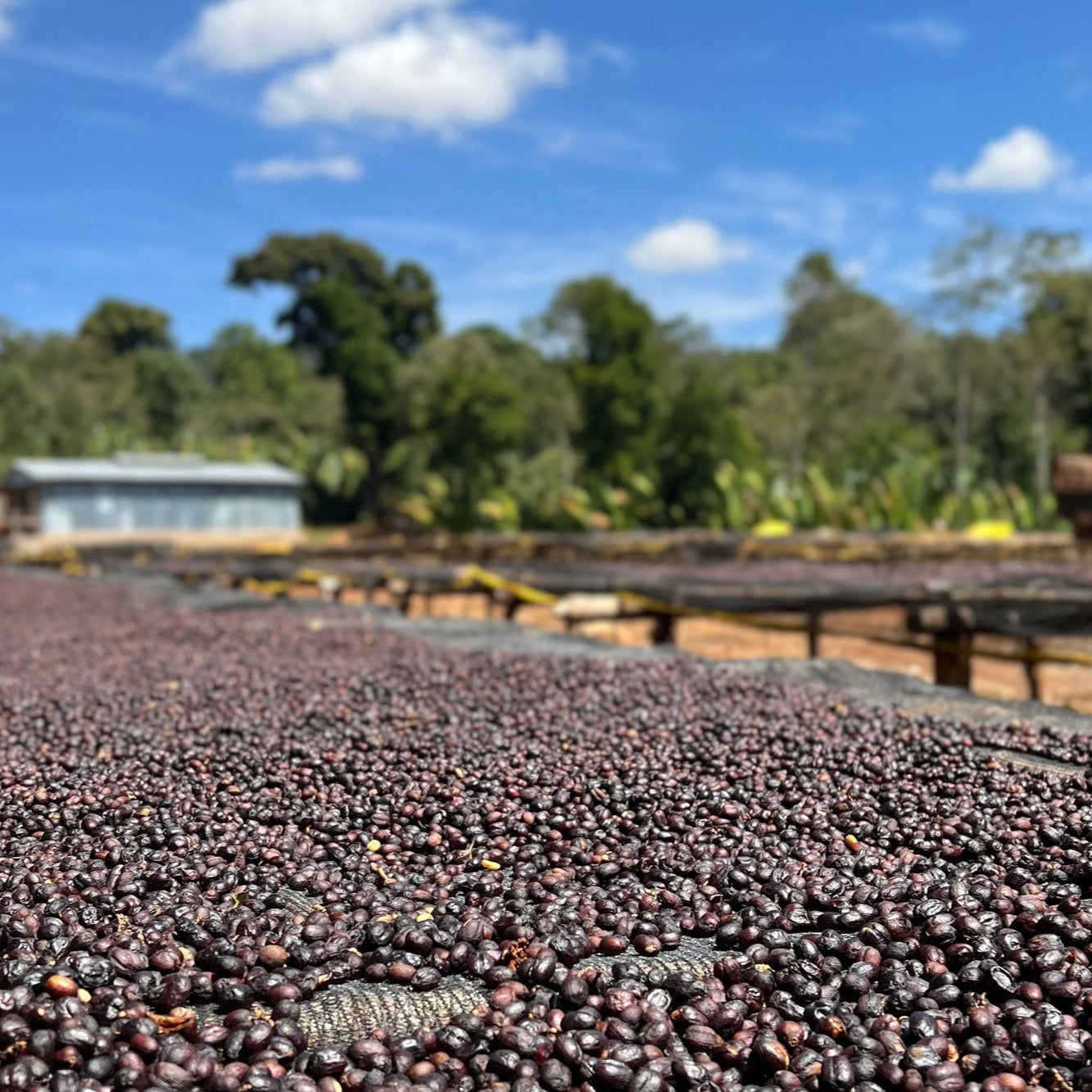 Ethiopia | Huke | Kurume & Wolisho Natural