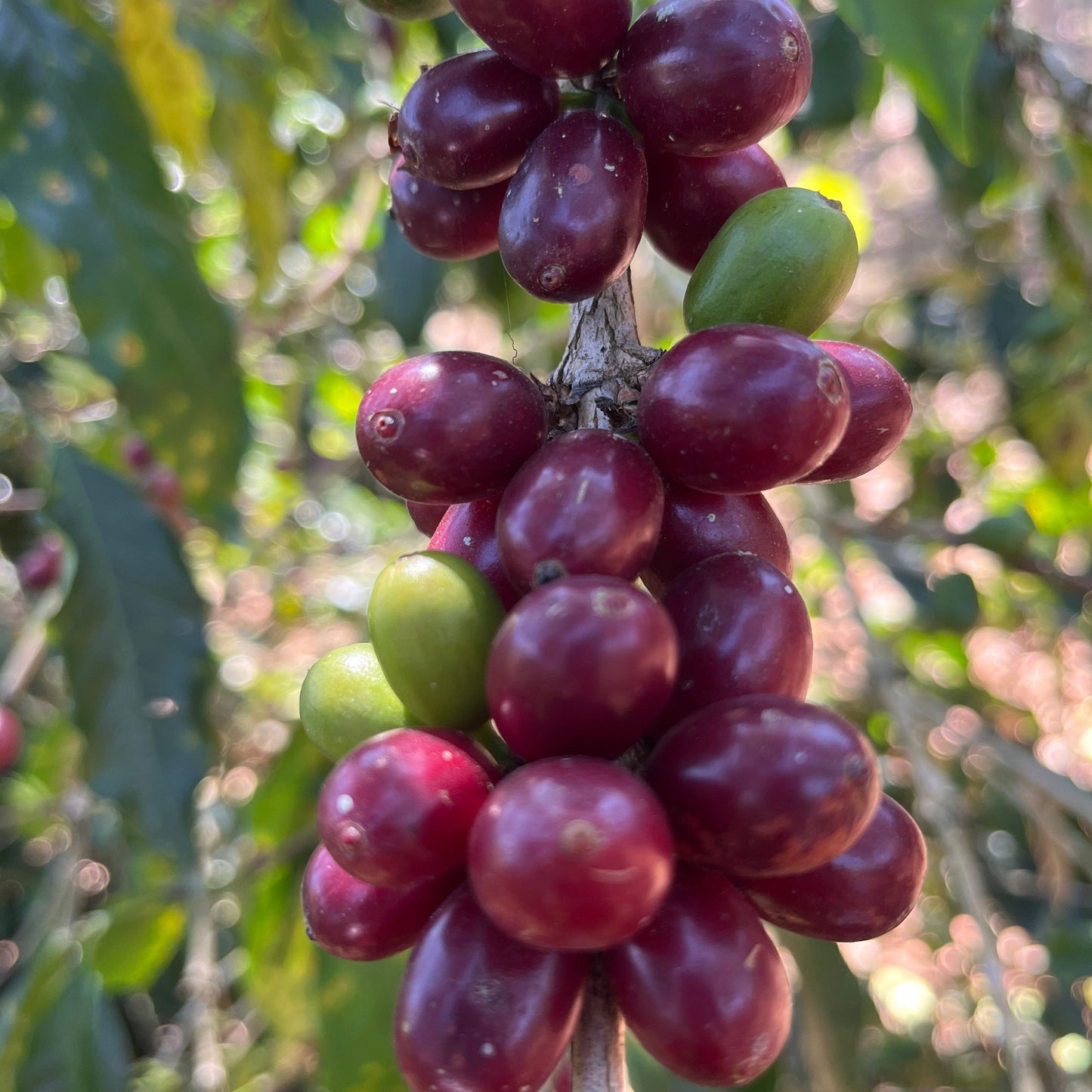 Peru | El Cacao | María Magdalena Yaxahuanca | Geisha Washed Organic