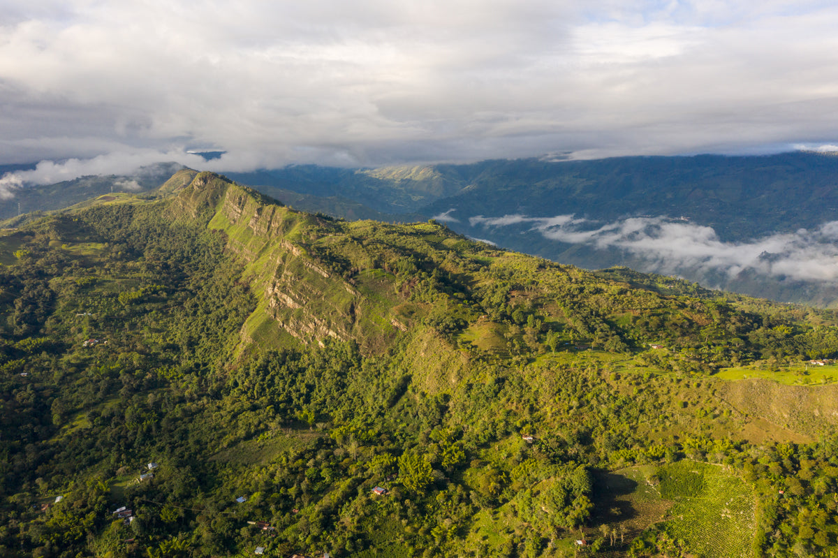 Colombia | Pillimué Family | Caturra / Colombia Washed EA Decaf