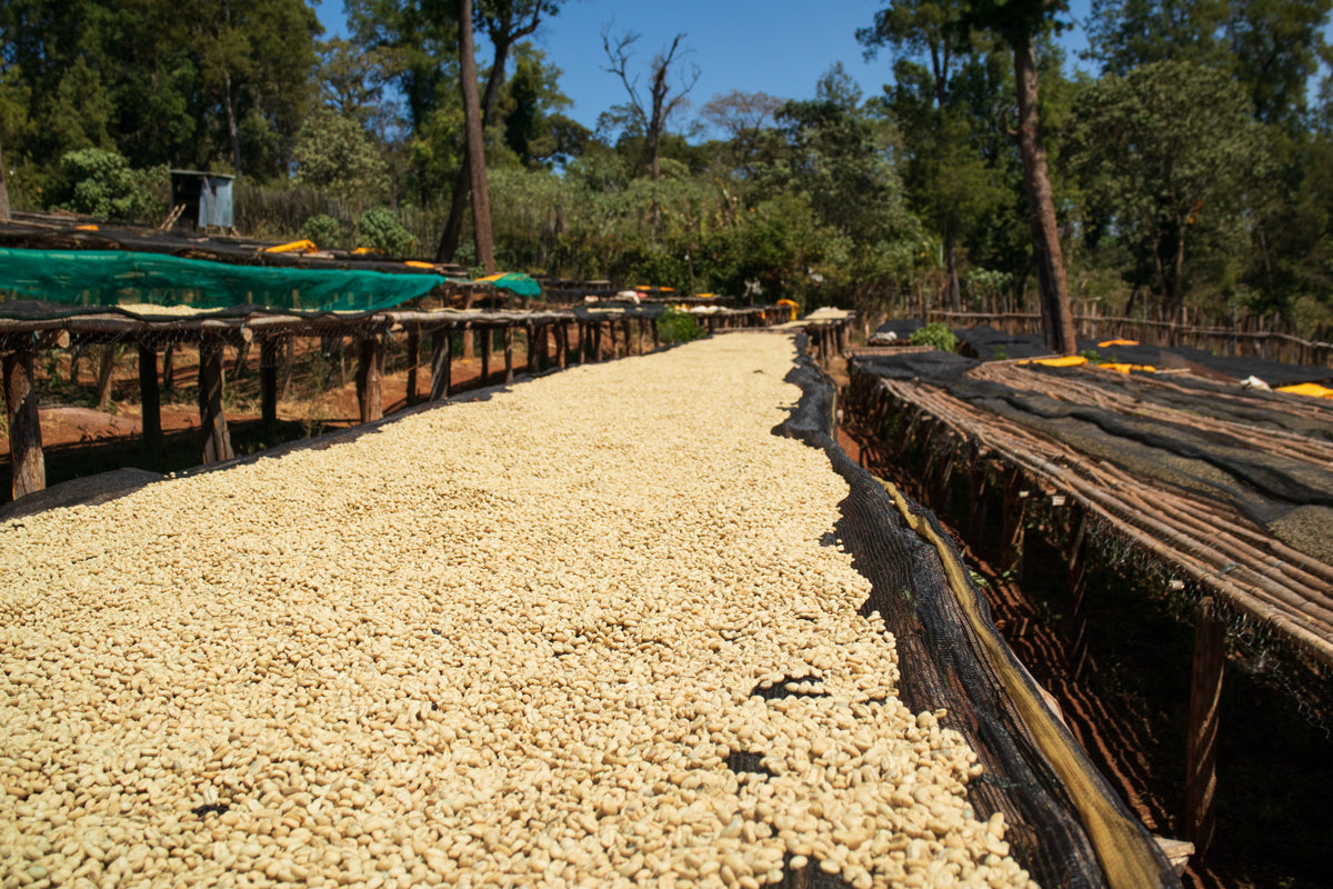 Ethiopia | Huke | Kurume & Wolisho Natural