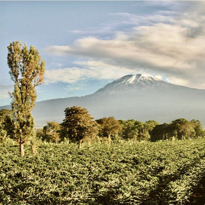 Tanzania | Kilimanjaro | Bourbon Washed