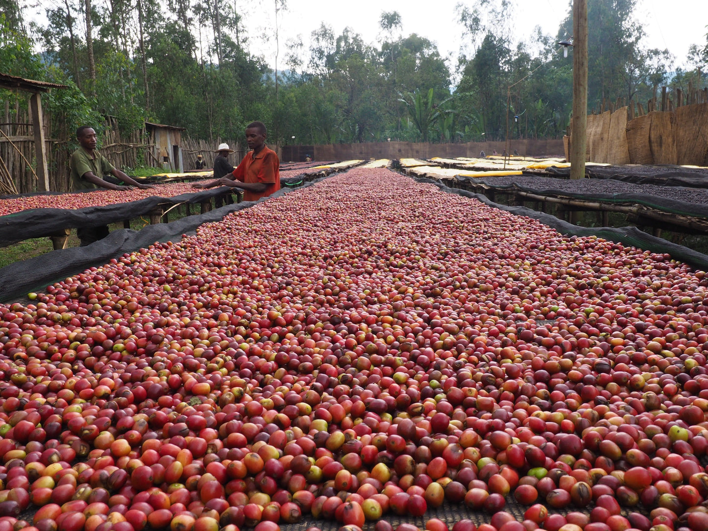 Laalisa_20Yirgacheffe.jpg