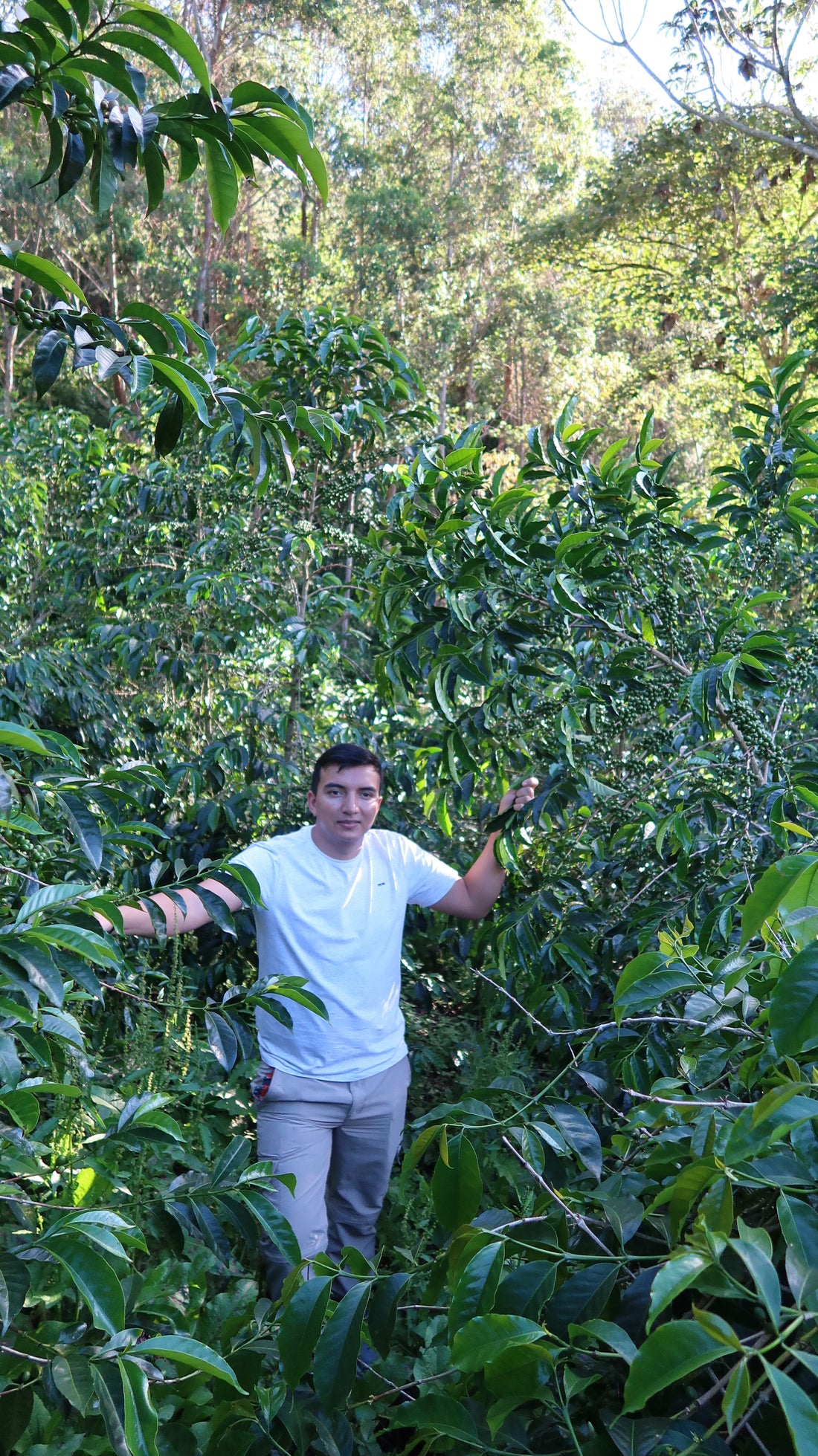 El Diviso, A Family Legacy And The Rise Of One Of Colombia’s Most Influential Coffee Farms