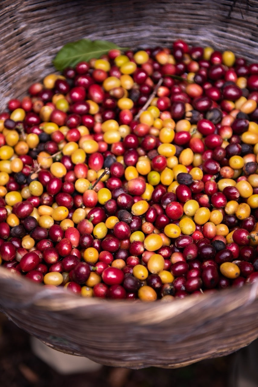 In stock Filter Based Coffee Beans