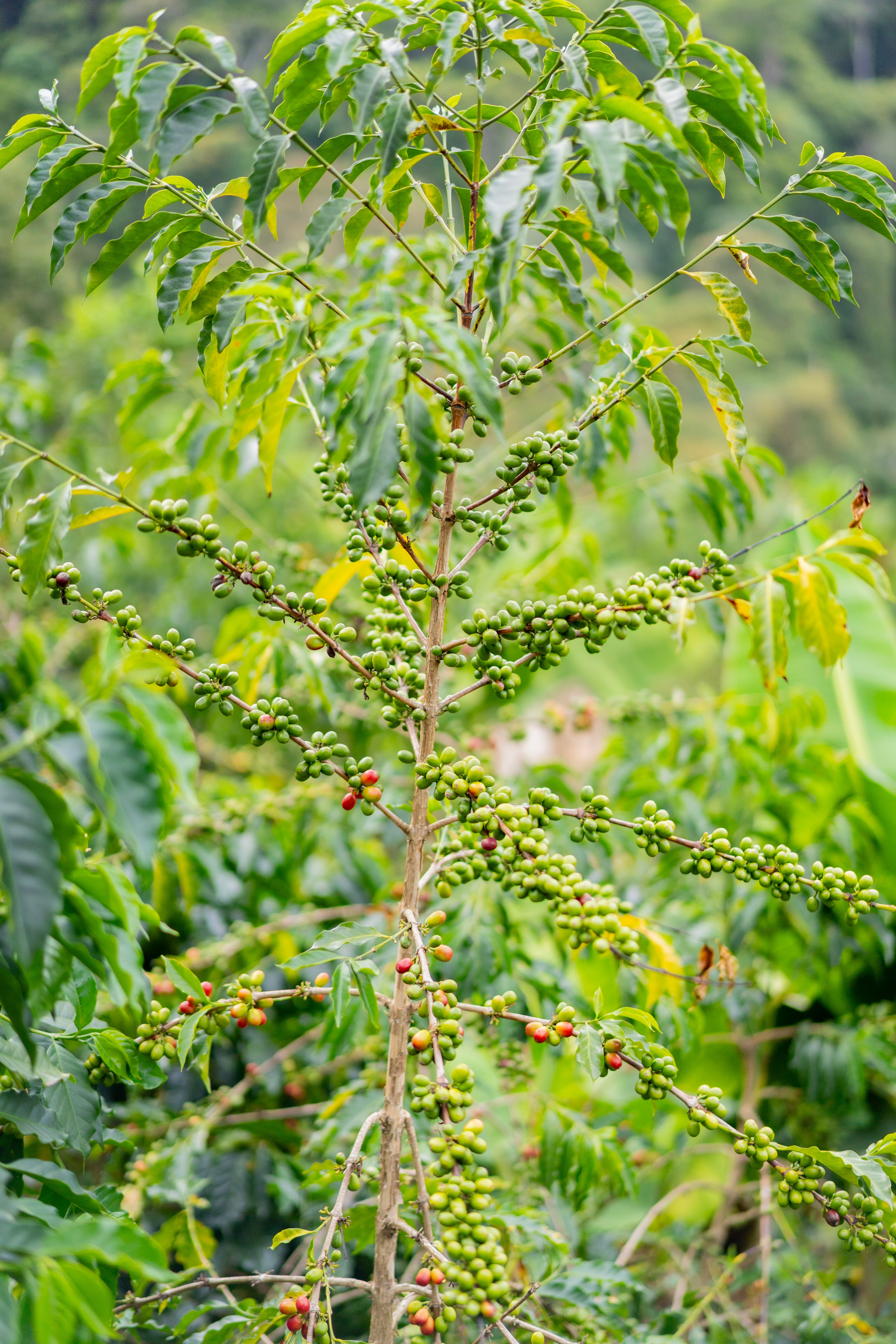 Colombia | El Diviso | Nestor Lasso | Ombligon Natural (Floral Symphony) | Signature Series