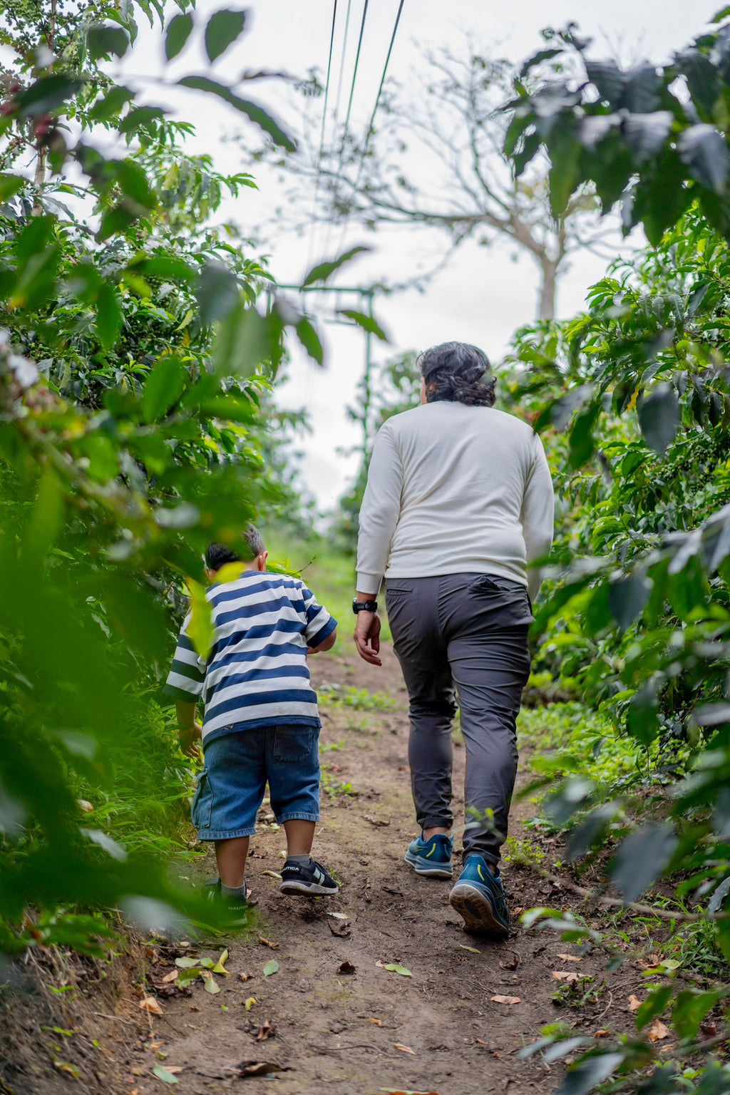 Colombia | El Diviso | Nestor Lasso | Ombligon Natural (Floral Symphony) | Signature Series