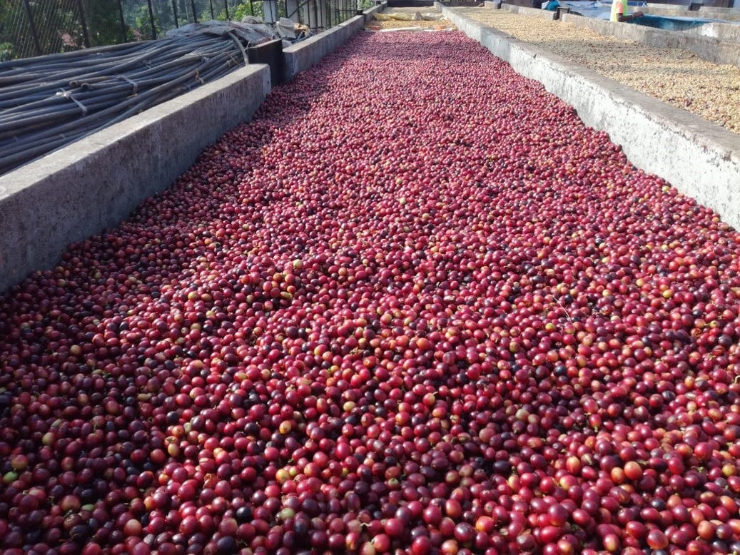 16_20Hoysala_20Farm_20Fruit_20_26_20Bean_20Air_20Drying_20Trays.jpg