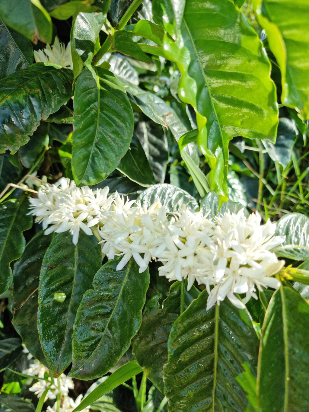 Australia | Crater Mountain | Lucy Stocker | Catuai Rojo Specialty Lot