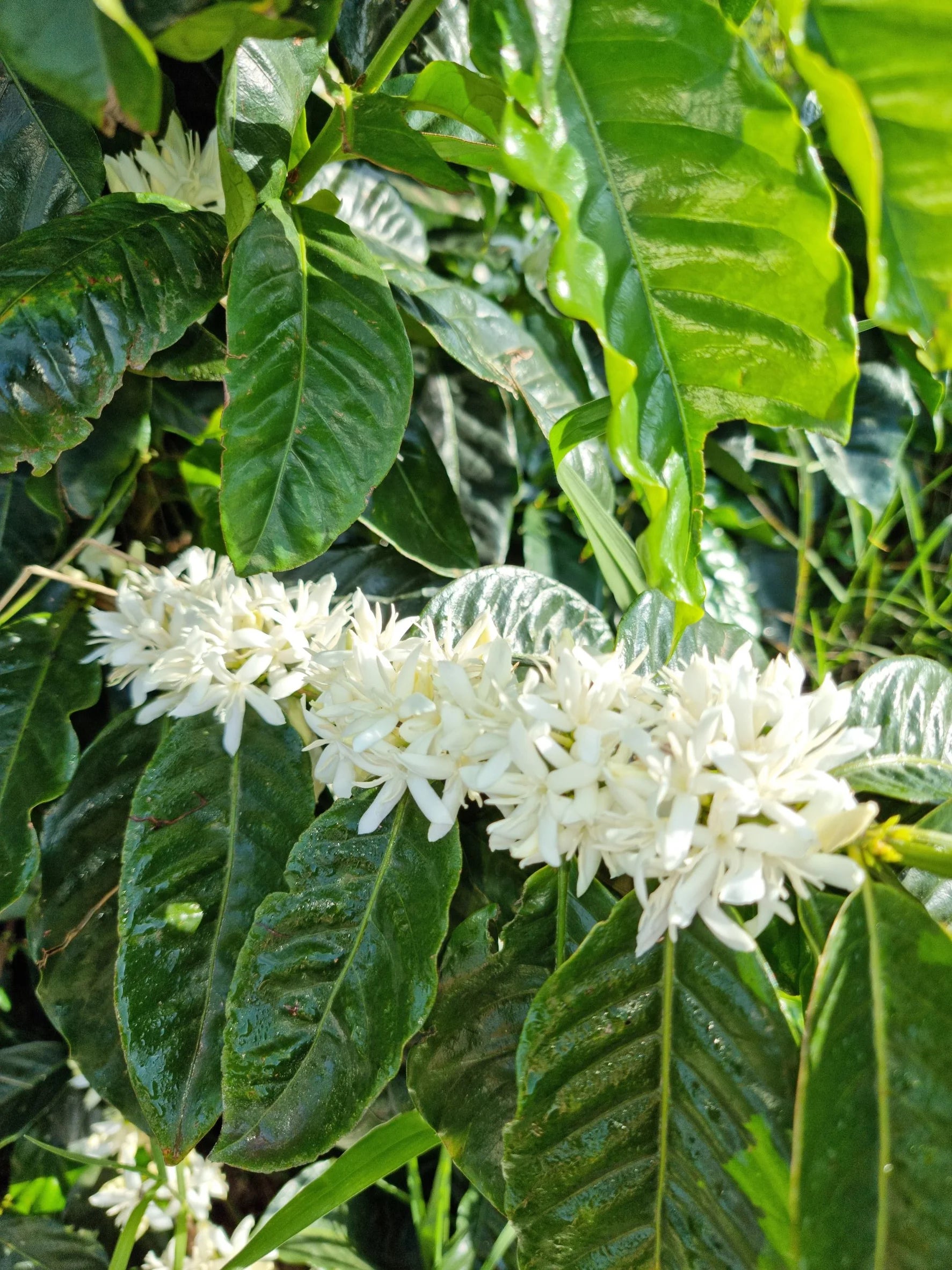 Australia | Crater Mountain | Lucy Stocker | Catuai Rojo Specialty Lot