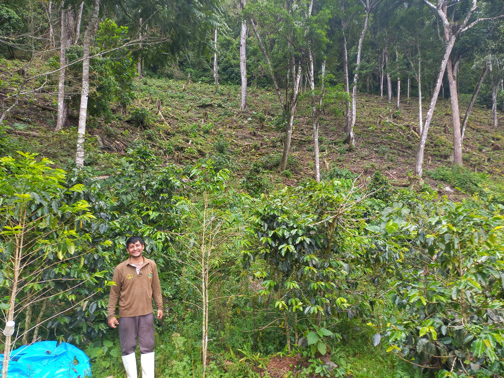 Peru | Norica Perez Vargas | Pink Bourbon Washed