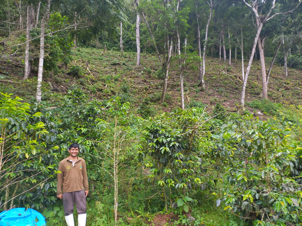 Peru | Norica Perez Vargas | Pink Bourbon Washed