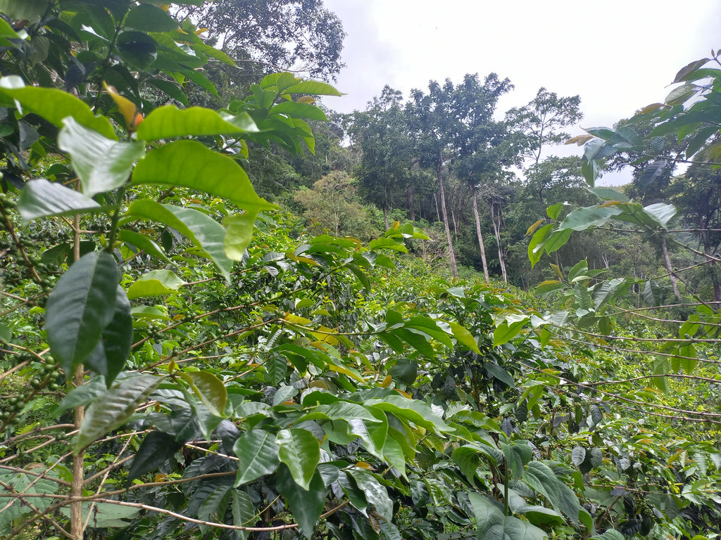 Peru | Norica Perez Vargas | Pink Bourbon Washed