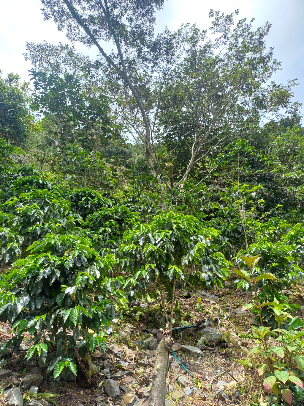 Peru | Norica Perez Vargas | Pink Bourbon Washed