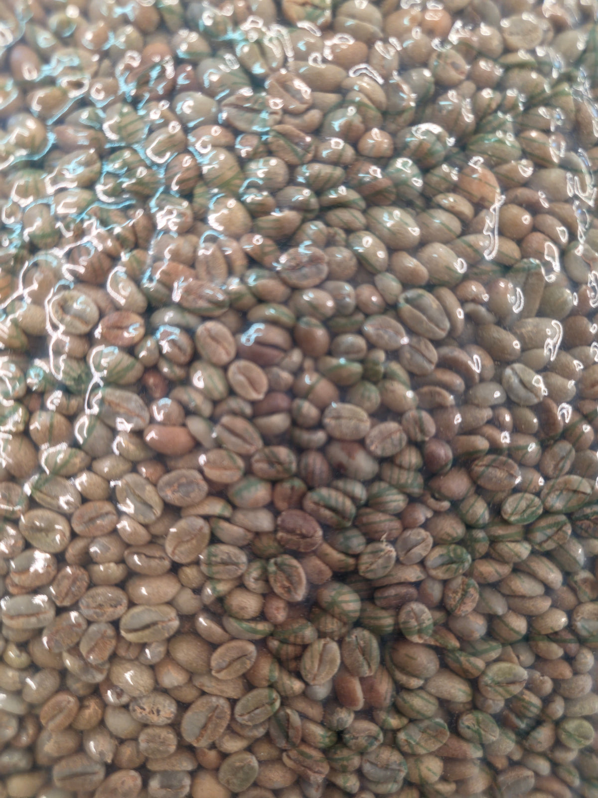 Ethiopia | Yirgacheffe Amederaro | Heirloom Nitrogen Natural, Opal 0926