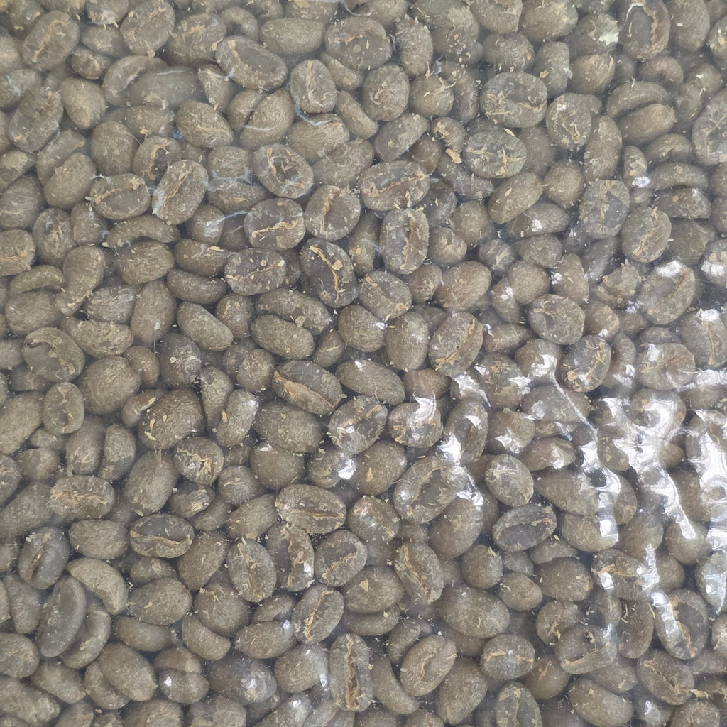 Ethiopia | Sidama Alo | 74158 Anaerobic Washed Grade 1 | Signature Series