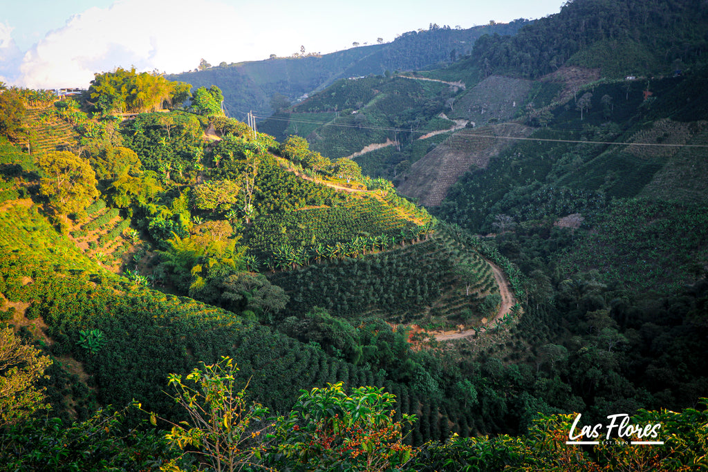 Colombia | Las Flores | Jhoan Vergara | Java Hydrohoney (Duo Cherry Velvet) | Signature Series