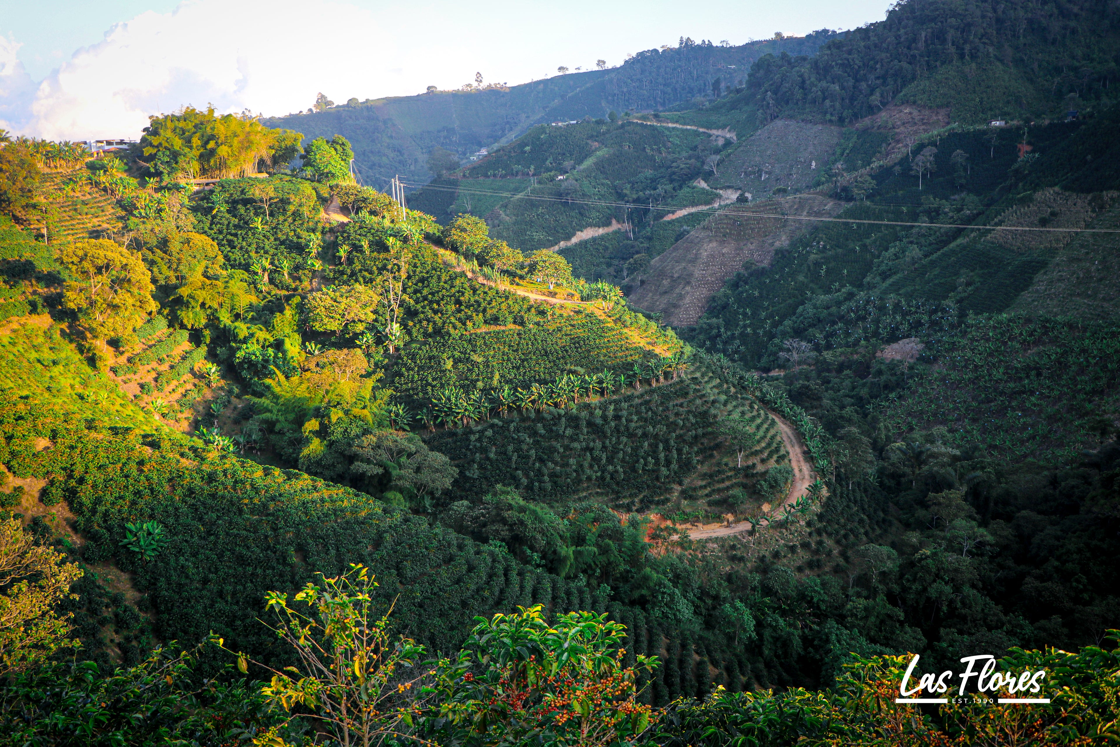 Colombia | Las Flores | Jhoan Vergara | Java Hydrohoney (Duo Cherry Velvet) | Signature Series