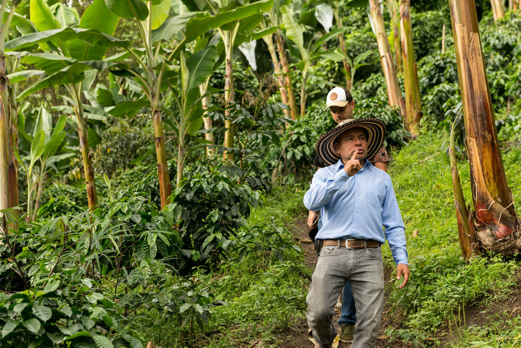 Colombia | La Divisa | Diofanor Ruiz | Papayo Natural