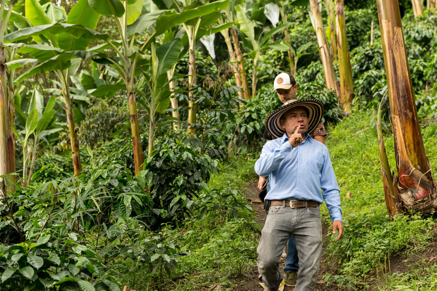 Colombia | La Divisa | Diofanor Ruiz | Papayo Natural