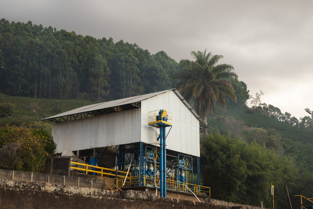Brazil | Recreio | Arara Natural