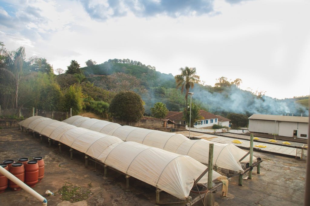 Brazil | Recreio | Arara Natural