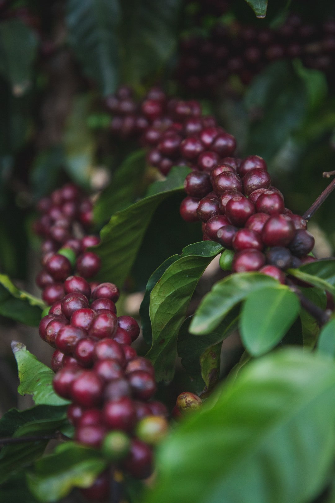 Brazil | Recreio | Arara Natural