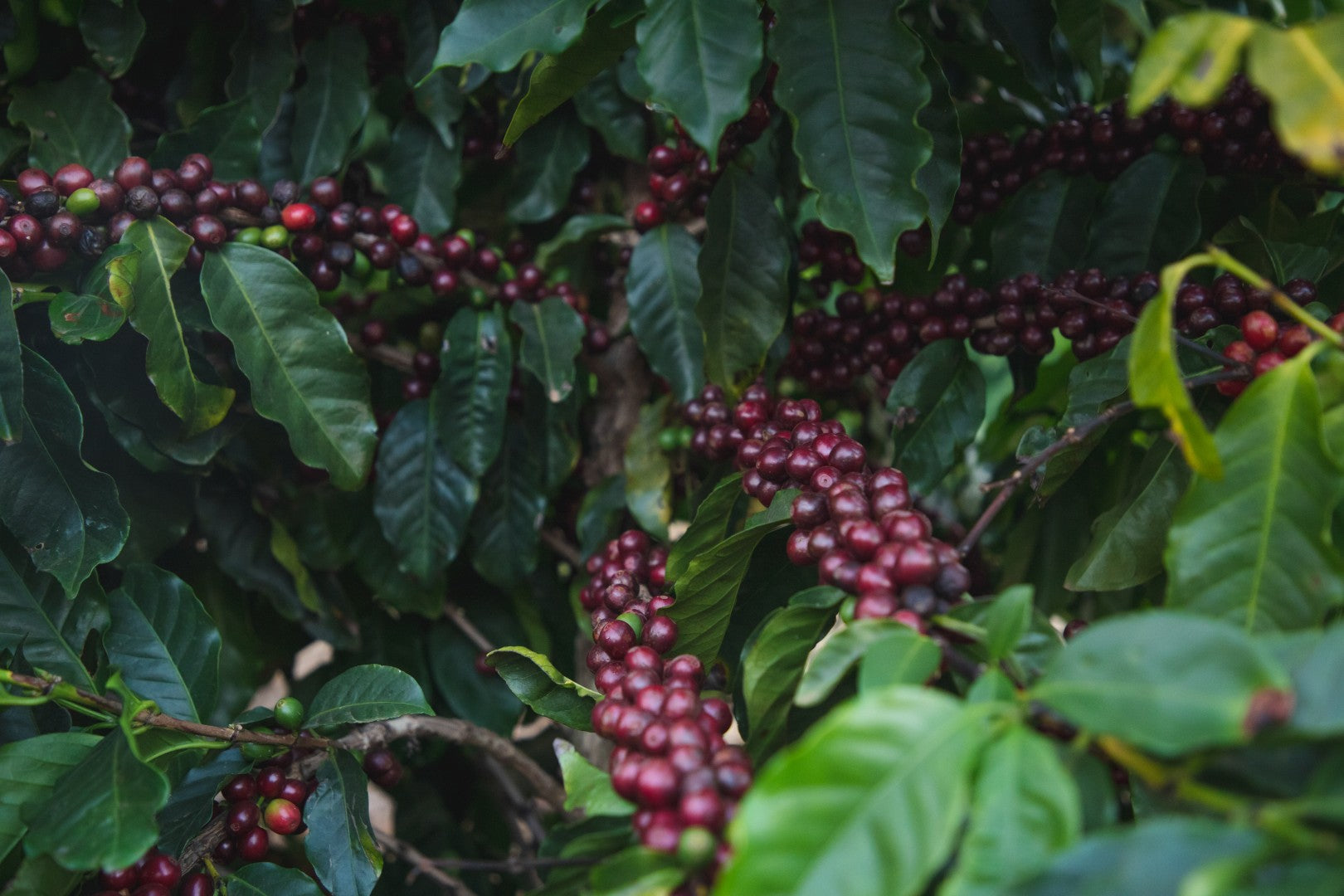 Brazil | Recreio | Arara Natural