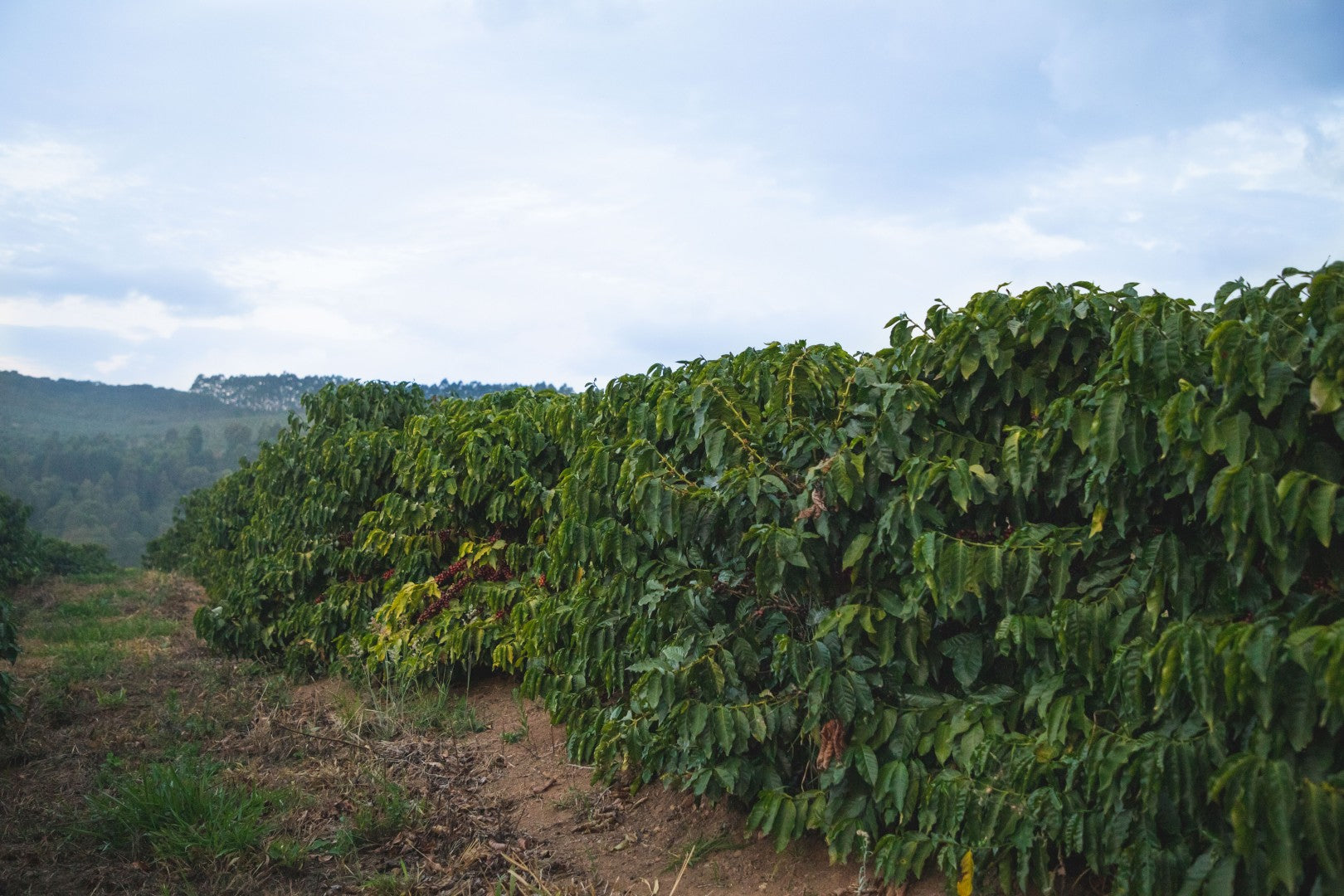 Brazil | Recreio | Arara Natural