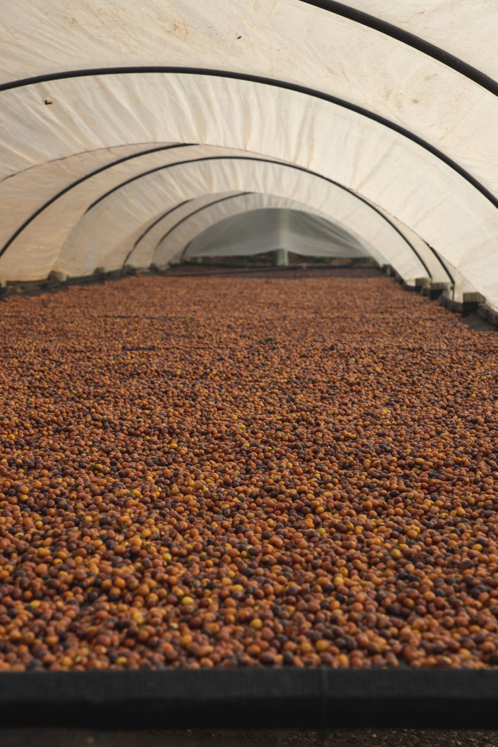 Brazil | Recreio | Arara Natural