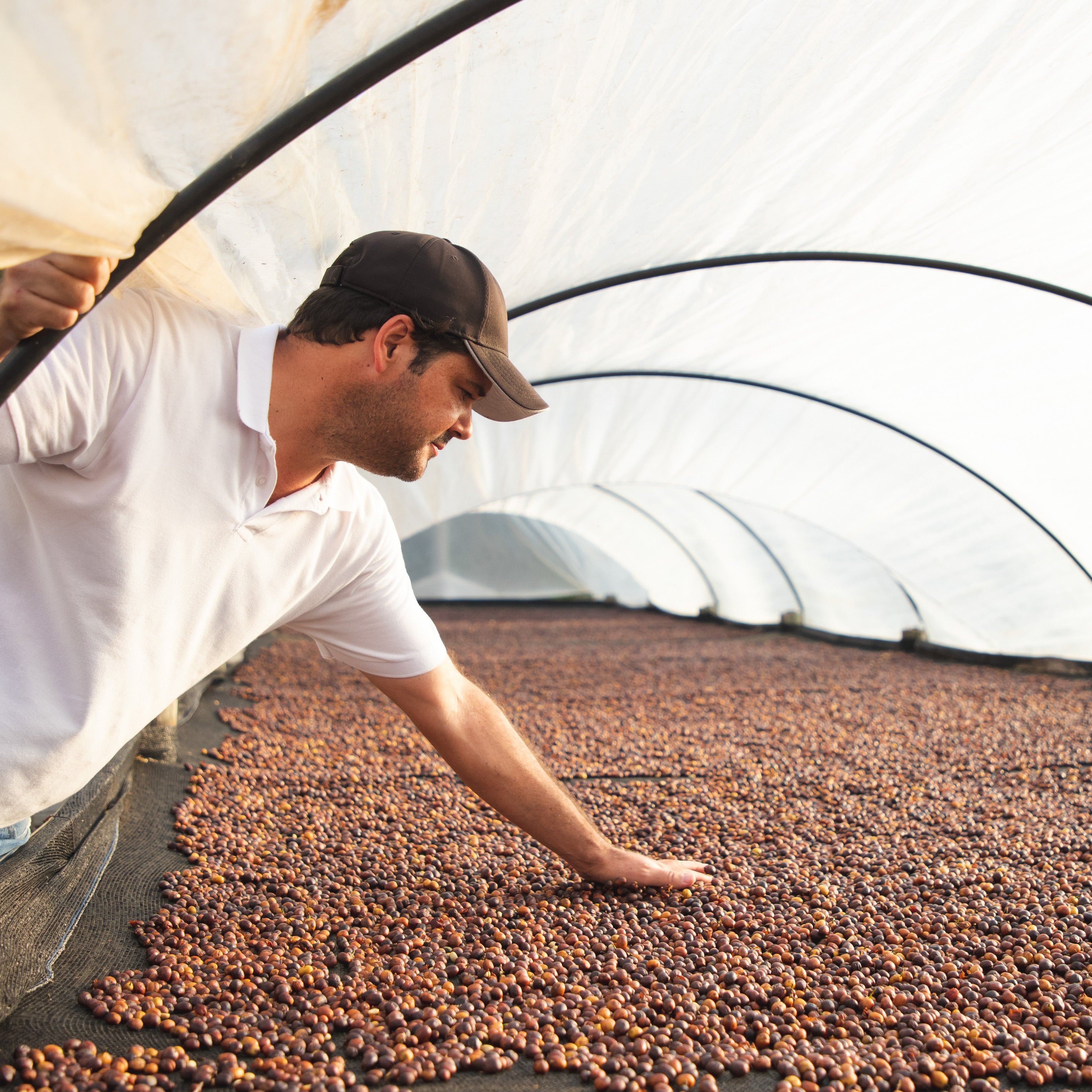 Brazil | Recreio | Arara Natural