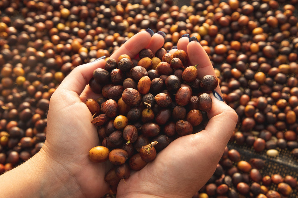 Brazil | Recreio | Arara Natural