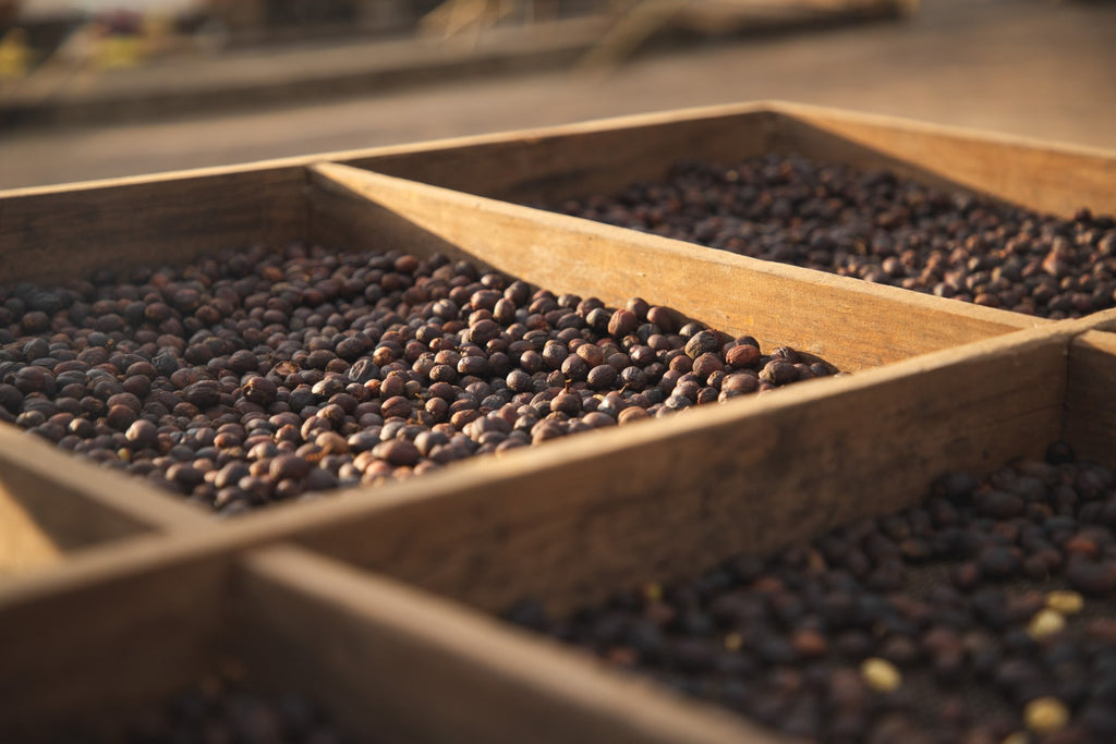 Brazil | Recreio | Arara Natural