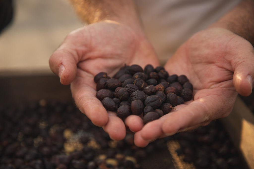 Brazil | Recreio | Arara Natural