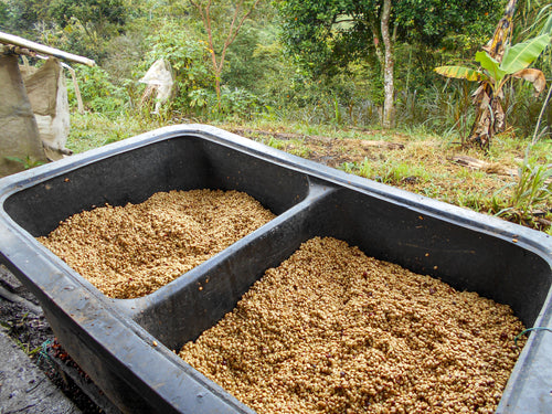 Colombia | Finca Patio Bonito | Paola & Carlos Trujillo | Bourbon Aji Natural | Signature Series