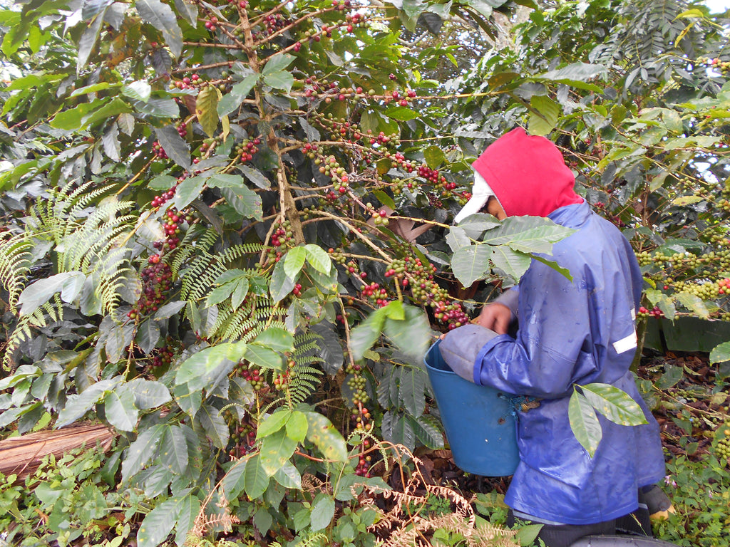 Colombia | Finca Patio Bonito | Paola & Carlos Trujillo | Bourbon Aji Natural | Signature Series