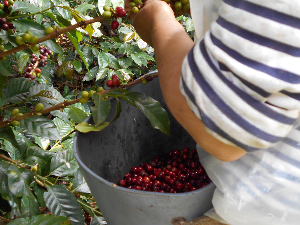 Colombia | Finca Patio Bonito | Paola & Carlos Trujillo | Bourbon Aji Natural | Signature Series