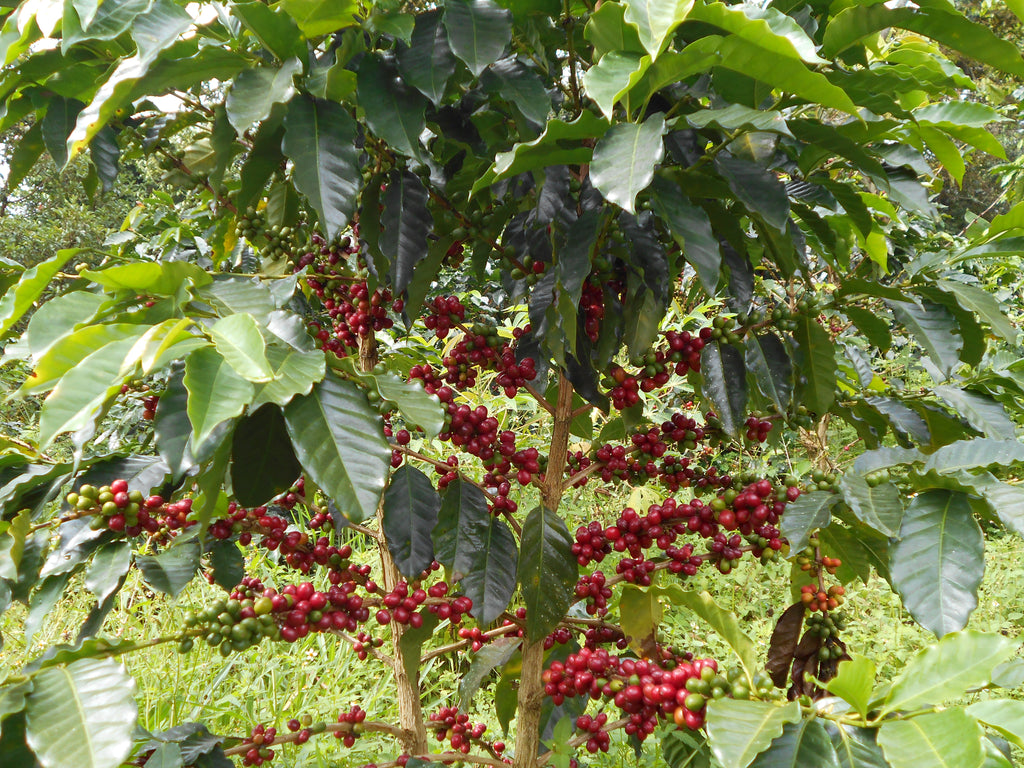 Colombia | Finca Patio Bonito | Paola & Carlos Trujillo | Bourbon Aji Natural | Signature Series