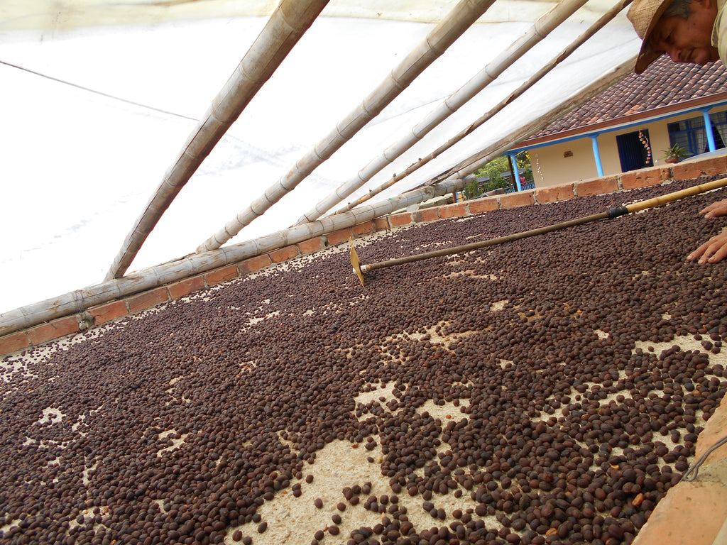 Colombia | Finca Patio Bonito | Paola & Carlos Trujillo | Bourbon Aji Natural | Signature Series