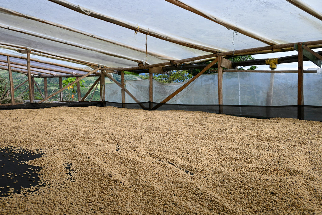 Colombia | Finca Tamana | Elias Roa | Sugarcane EA Decaf Washed