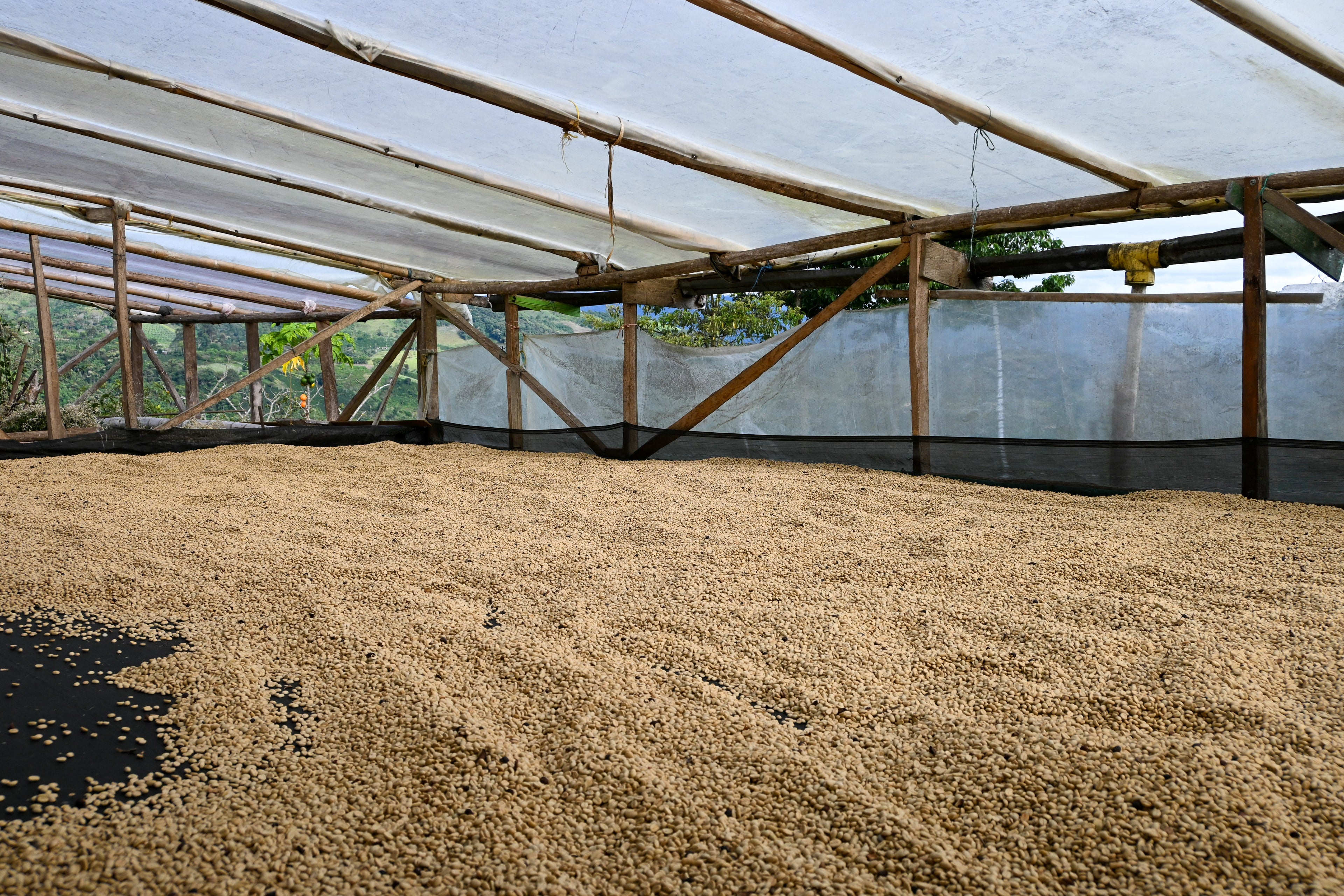 Colombia | Finca Tamana | Elias Roa | Sugarcane EA Decaf Washed