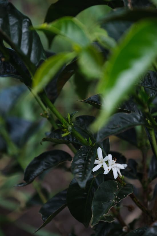 Colombia | Finca Juan Martin | Sidra Washed | Signature Series