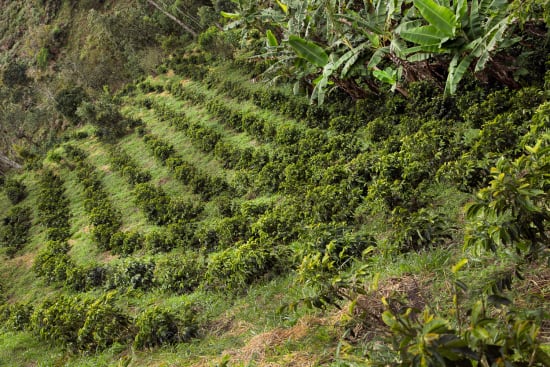 Colombia | Finca Juan Martin | Sidra Washed | Signature Series