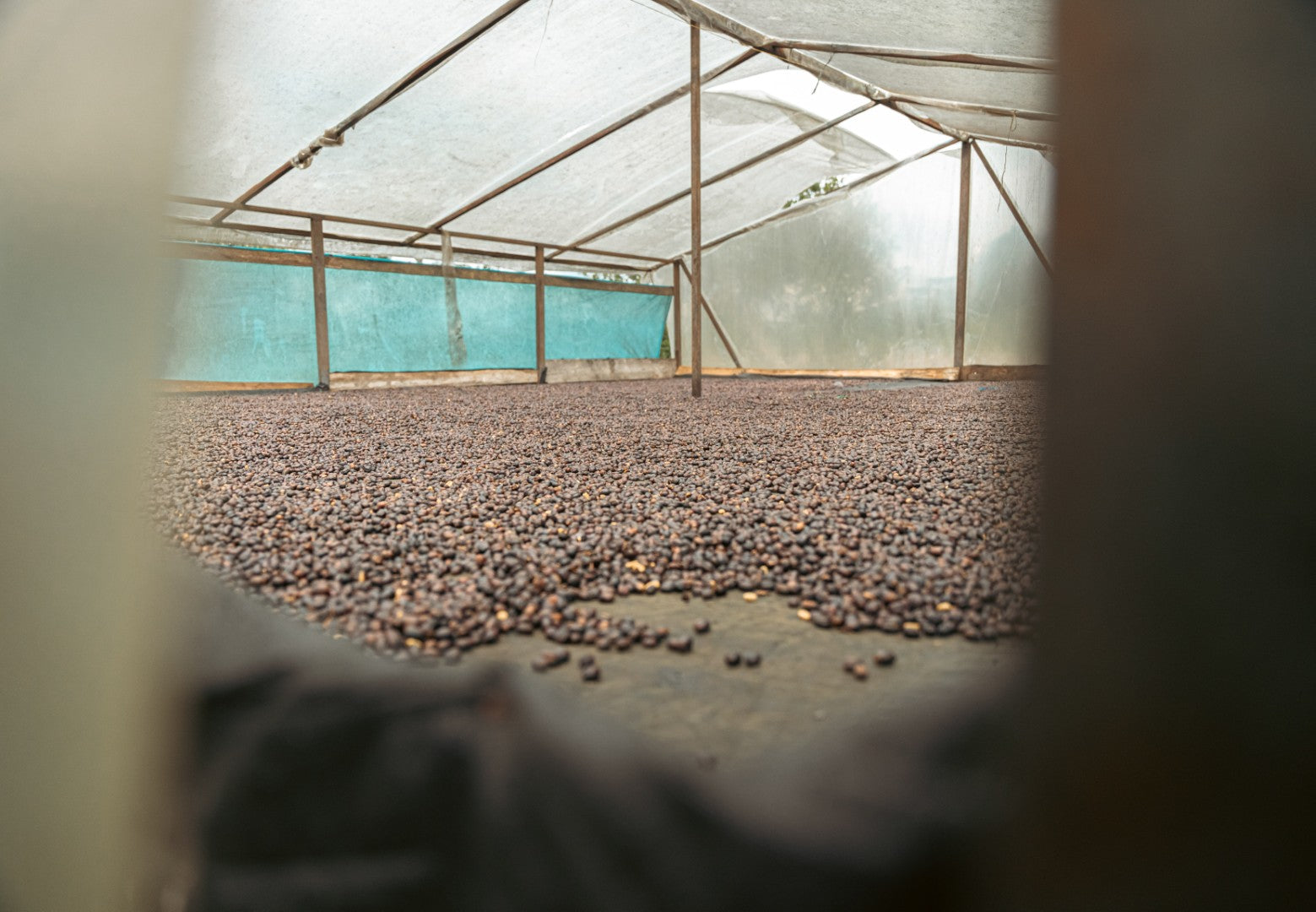 Colombia | Villa Betulia | Luis Anibal Calderon | Gesha Natural